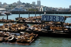 SF Pier 39